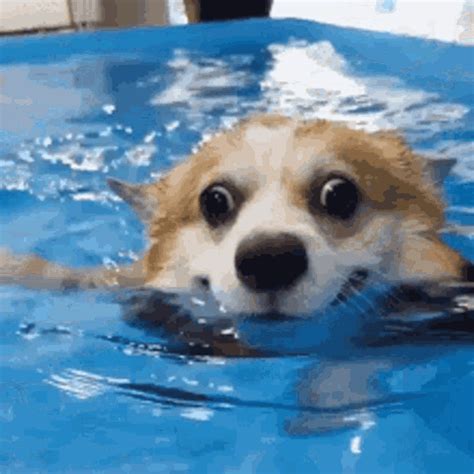 Dog GIFs